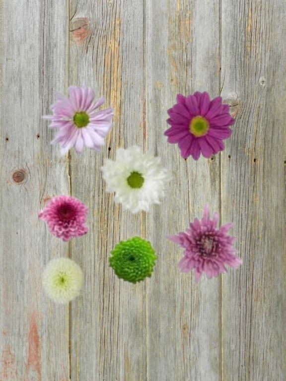 MOTHER`S DAY 2026  ASSORTED CDN POMPONS